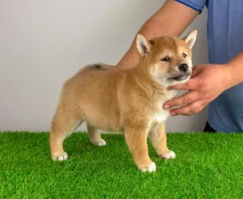 Leni - Shiba Štěně na prodej