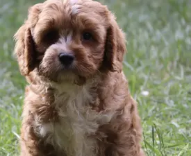 Sam - Cavapoo Štěně na prodej