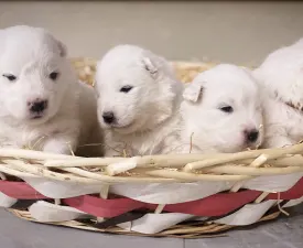 White Velvet Ears Annabell - Samoyed Puppy for sale