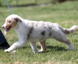 Dailos One In A Million  - Australian Shepherd Puppy for sale