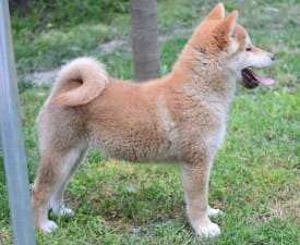 Fornax - Shiba Puppy for sale