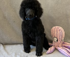 Black Boy Blue - Poodle Standard Puppy for sale