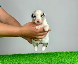 Moose - Australian Shepherd Puppy for sale