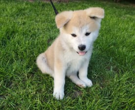 Kenzo Yanagi No Tani - Akita Inu Puppy for sale