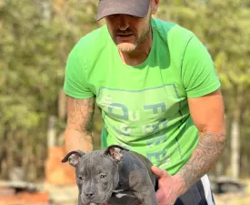 Luna - American Bully - Pocket Cățeluș de vânzare