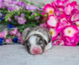 Winstead Lucid Whistle  - Australian Shepherd Angebotener Welpe