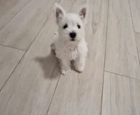 Amanda - West Highland White Terrier eladó kiskutya