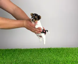 Rinty - Biewer Terrier Puppy for sale