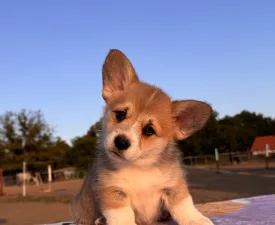 Columbus - Pembroke Welsh Corgi eladó kiskutya
