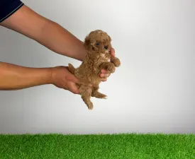 Fambey - Toy Pudel Angebotener Welpe
