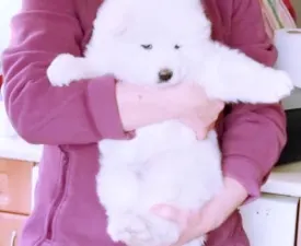 Ivy - Samoyed Puppy for sale