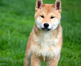 Shinka - Shiba Štěně na prodej