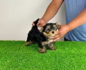 Zico - Yorkshire Terrier Puppy for sale
