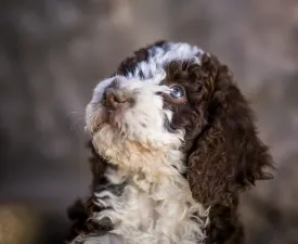 Casta Diva - Spanish Waterdog Puppy for sale