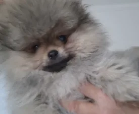 Akim - Pomeranian eladó kiskutya