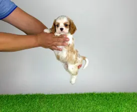 Noen - Cavalier King Charles spániel eladó kiskutya