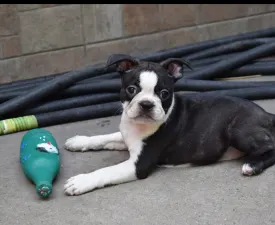 Günther - Boston Terrier Puppy for sale