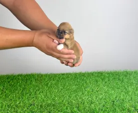 Rini - Pomeranian Cățeluș de vânzare
