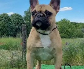 Gemma - French Bulldog Puppy for sale