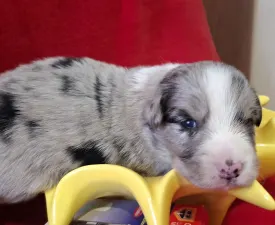 Pocak - Border Collie Puppy for sale