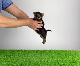 Petty - Yorkshire Terrier eladó kiskutya