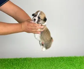 Blanca - Welsh Corgi Pembroke Puppy for sale