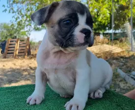 Igor - French Bulldog Puppy for sale
