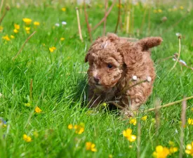 Ginger - Poodle Toy Puppy for sale