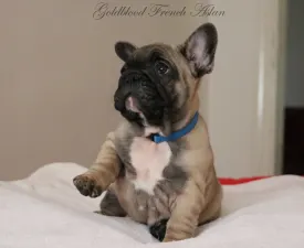 Aslan - French Bulldog Puppy for sale