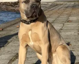 Timoniere Quintiliano - Cane Corso eladó kiskutya