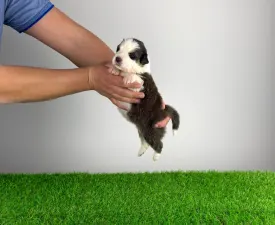 Benivaro - Australian Shepherd Puppy for sale