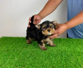 Ziggy - Yorkshire Terrier Puppy for sale