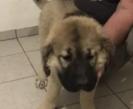 Kislány Kiskutya  - Caucasian Shepherd Dog Puppy for sale