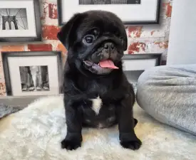 Lionel - Pug Puppy for sale