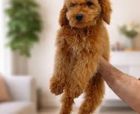 Oscar - Poodle Miniature Puppy for sale