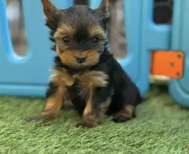 Full Of Heart Infiniti Helena - Yorkshire Terrier Puppy for sale
