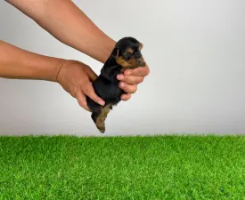 Yogo - Yorkshire Terrier eladó kiskutya