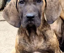 Iron De Oro Puro  - Fila Brasileiro Puppy for sale