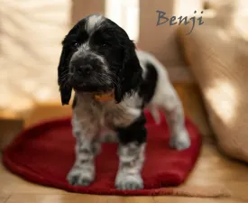 Benji - English Cocker Spaniel Puppy for sale