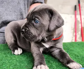 Dixee  - Cane Corso eladó kiskutya