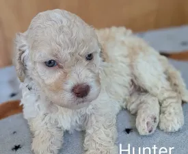 Ürömi Szarvasgombász Hunter - Lagotto Romagnolo eladó kiskutya