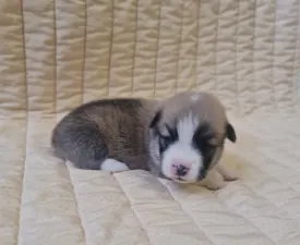 Darios - Welsh Corgi Pembroke Puppy for sale