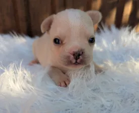 Geronimo - French Bulldog Puppy for sale