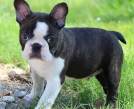 Pancho - Boston Terrier Cățeluș de vânzare