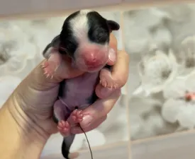 Panda Hairless Girl - Chinese Crested Dog eladó kiskutya