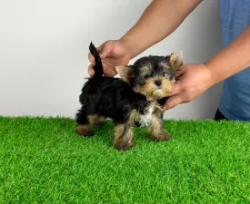 Fortuna - Jorkširski terijer Štenci na prodaju