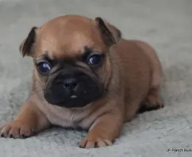 Daisy - Bulldog francese Cucciolo in vendita