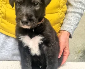 Bruce - Irish Wolfhound Puppy for sale