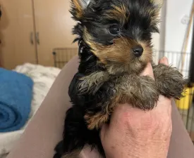 Helga - Yorkshire Terrier eladó kiskutya