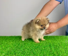 Dally - Pomeranian eladó kiskutya